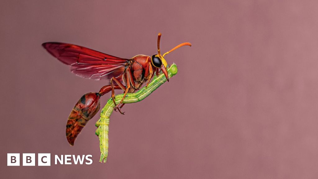 Potter wasp 'riding a broomstick' wows photography judges