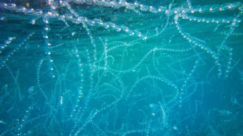Heather Hamilton / @cornwallunderwater Salps in all directions in the blue sea, like long strips with fairy lights.