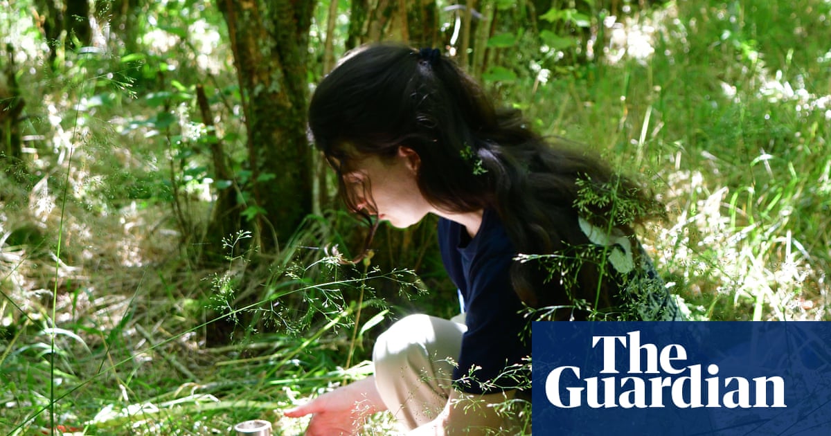 Magic mushrooms: how scientists discovered fungi are the secret ingredient for restoring the world’s forests | Fungi