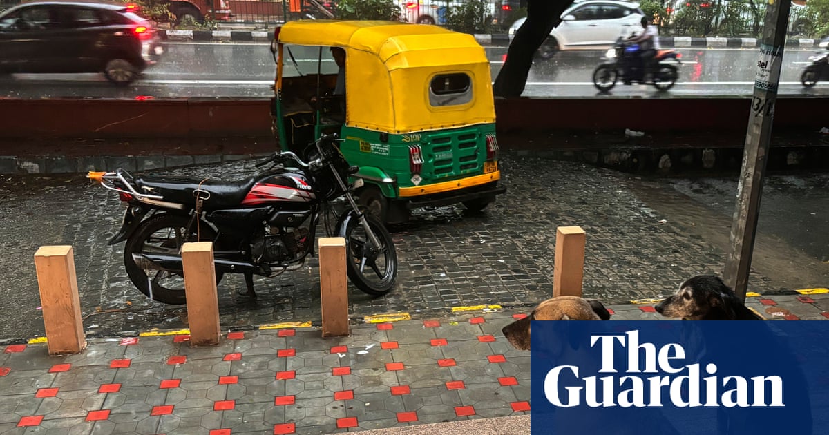 Indian court orders removal of thousands of stray dogs from Delhi region | Delhi