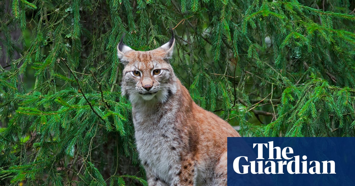 Danish zoo asks pet owners to donate rabbits and horses to feed its predators | Denmark