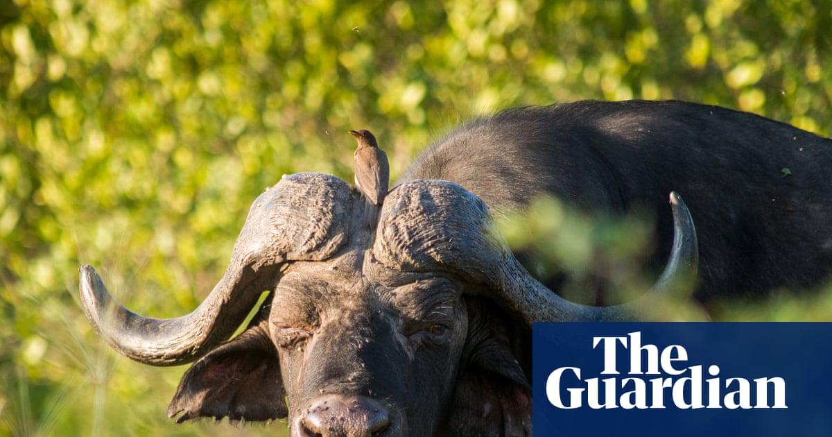 US hunter reportedly killed by buffalo during expedition in South Africa | South Africa