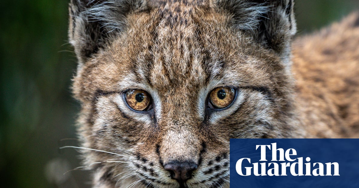 Lynx could thrive in Northumberland with most in area supporting return, study finds | Rewilding