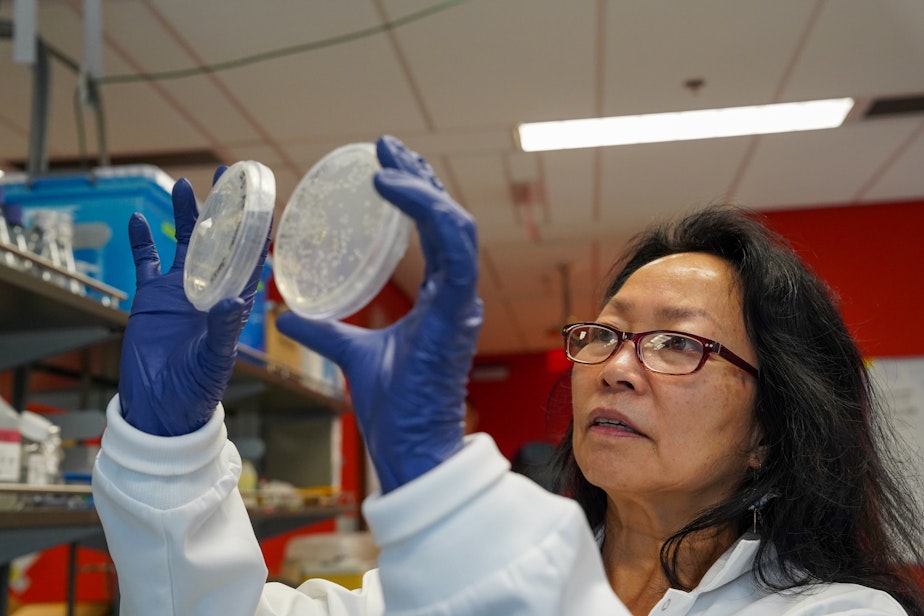 caption: University of British Columbia microbiologist Amy Chan compares petri dishes of bacteria from sick and healthy sea stars in 2024. 