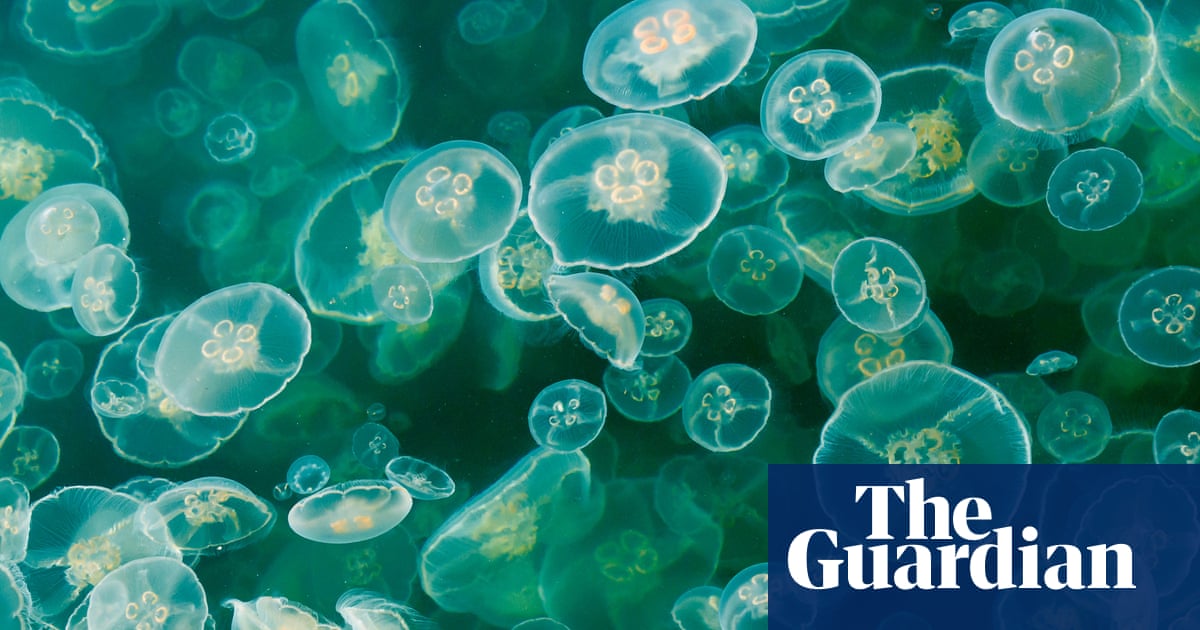 Swarm of jellyfish shuts nuclear power plant in France | France