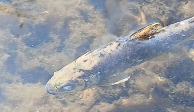 Fish kill probe as 1,000 brown trout wiped out in River Blackwater