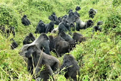 Dian Fossey Gorilla Fund The image shows several mountain gorillas interacting, playing and socialising in the forests of Rwanda's Volcanoes National Park. There are dozens of the animals, all sitting on the ground or moving around in the lush, green undergrowth. 
