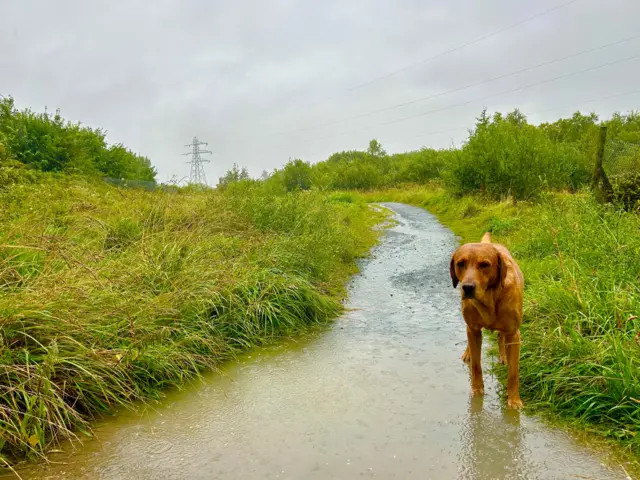 Dog stood in a puddle on a path surrounded by grass verges.