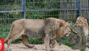 Denmark zoo asks people to donate unwanted pets to feed predators and imitate ‘natural food chain’