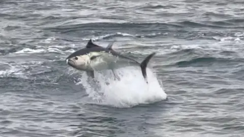@TheFalAnglers A bluefin tuna is seen jumping out of the sea. White water spray is seen below it between the sea surface and the bluefin's body as it leaps out of the water. 