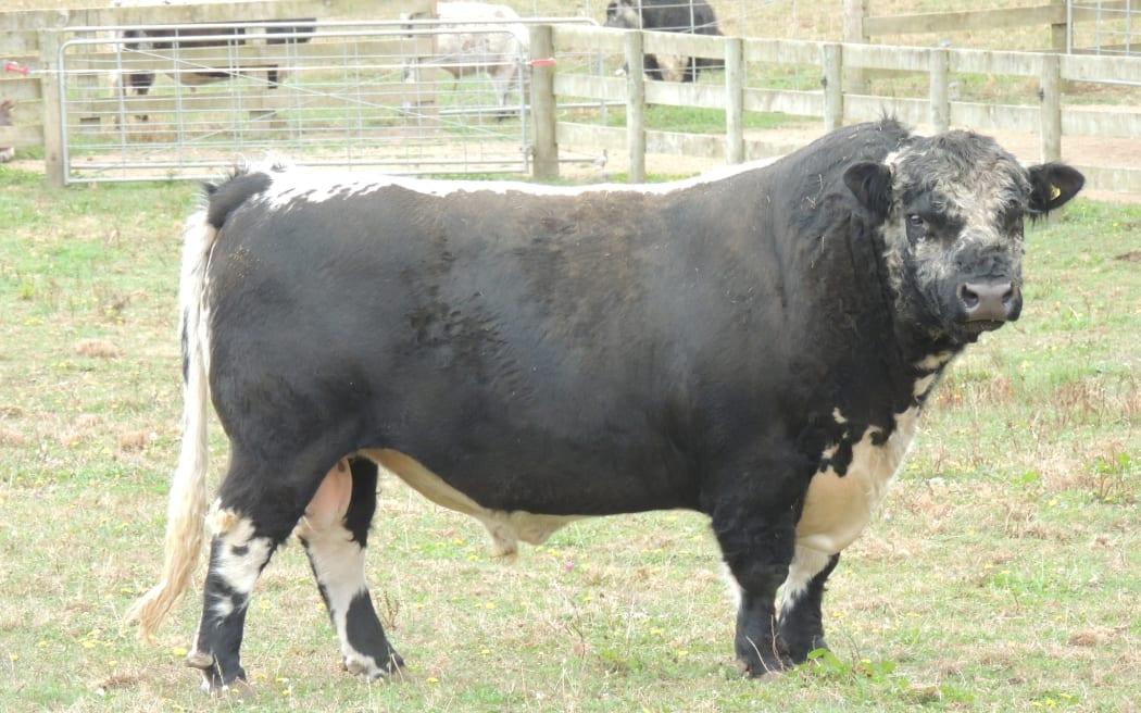 Rare, world-famous NZ bull up for sale