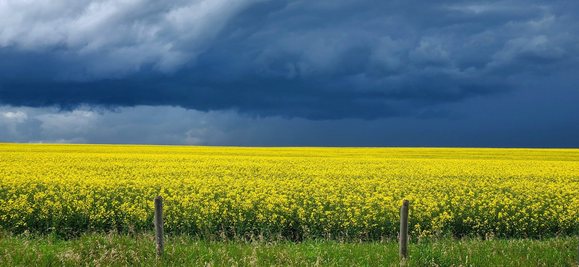 Dark storm clouds moved over a bright canola field in Rocky View County ahead of Thursday’s severe weather.