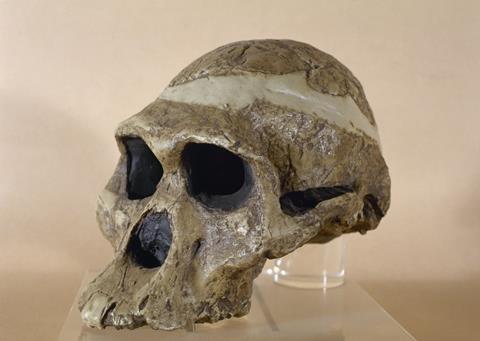 A reproduction of a Plesianthropus transvaalensis skull