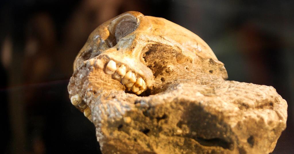 Ancient isotope analysis reveals how diet shaped human evolution, from Neanderthals to early Homo species