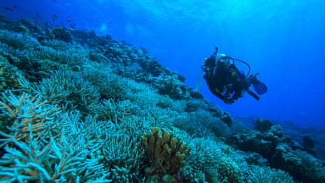 WA reefs experiencing 'worst coral bleaching event' ever to hit state – video