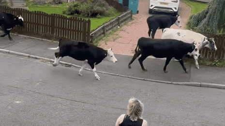 Cow chaos after Storm Floris blows down fences setting bovines loose in North Lanarkshire – video