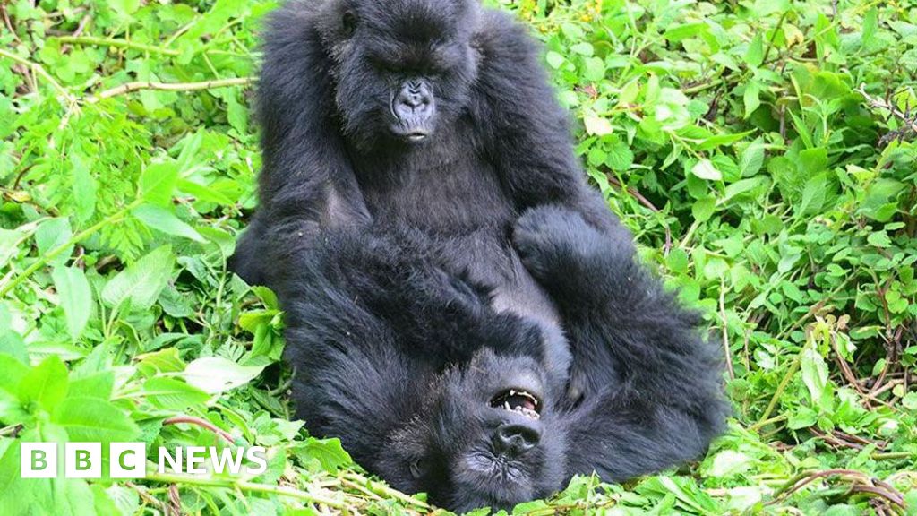 Gorillas seek out old female friends when they move