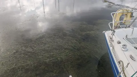 Lough Neagh Sailing Club Weeds piled up on top of lake water. A boat is partially visible to the right of the image. 