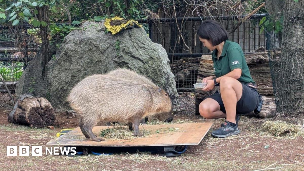Watch: Lemurs and Capybaras face the scales at London Zoo's annual weigh-in