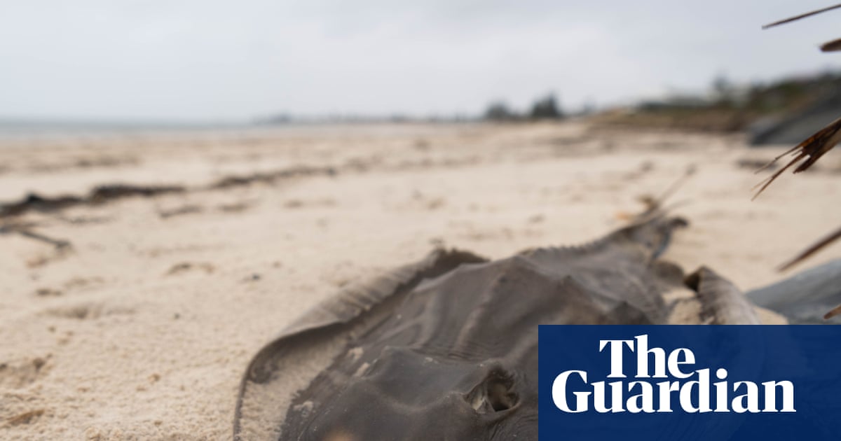 ‘We’re trying to call on everybody that we can’: South Australia scrambles to fight its pulsating algal bloom | South Australia