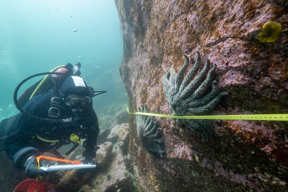 caption: Hakai Institute biologist Alyssa Gehman documents sunflower stars in British Columbia's Burke Channel. 