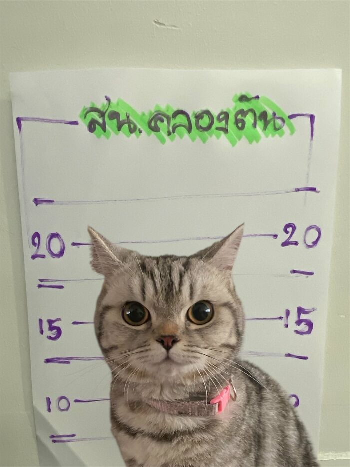 Gray tabby cat posing in a mock police mugshot setup, resembling a cat arrested by police after attacking officers.