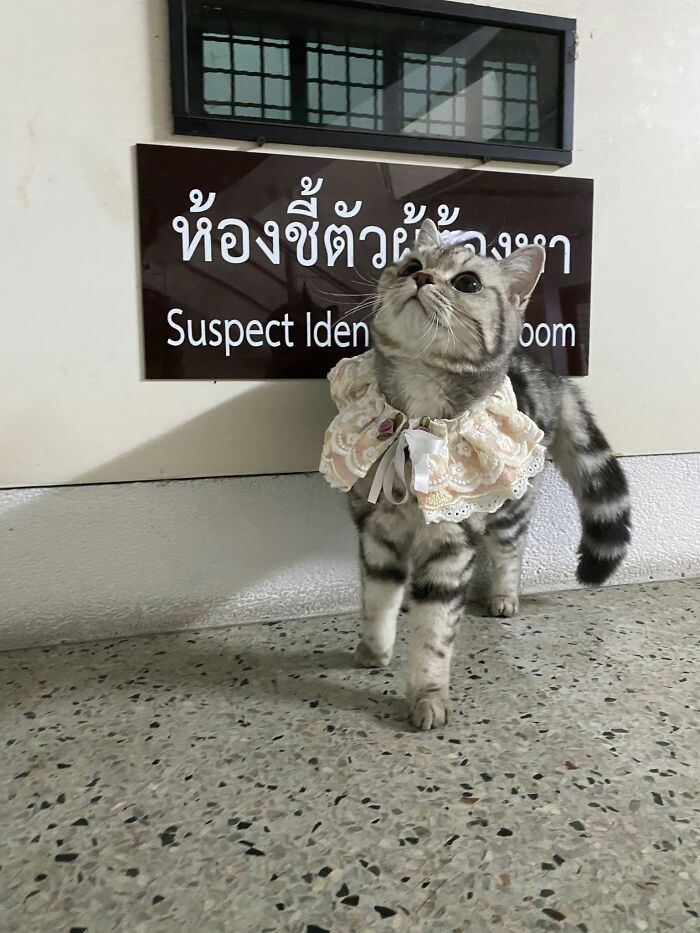 Cat wearing a frilly collar standing near a Suspect Identification Room sign, related to cat police mugshot viral story.