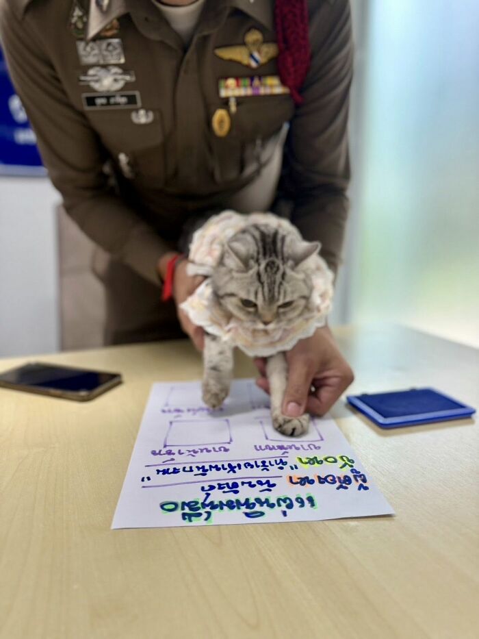 Police officer holding cat on table with mugshot paper as cat’s arrest photo goes viral online.