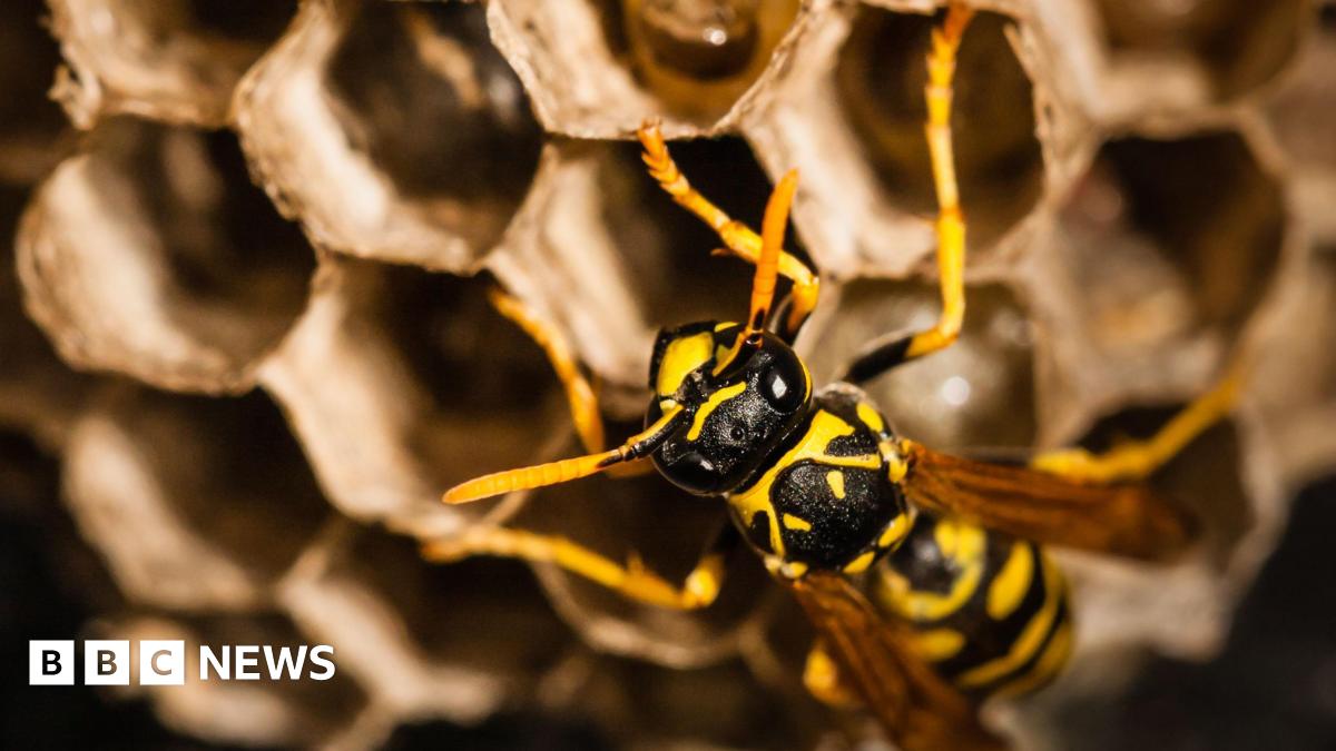 A wasp on a nest