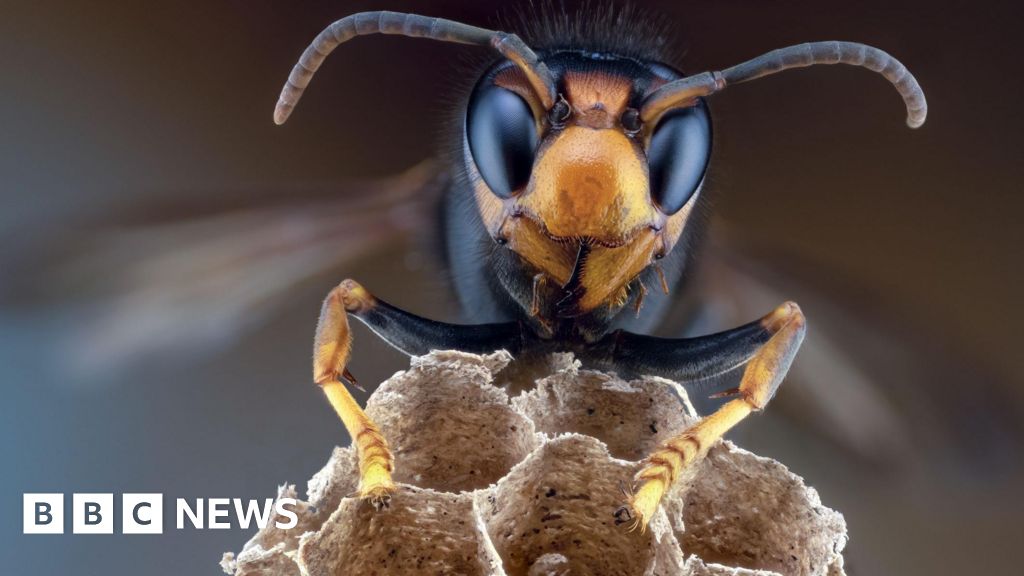 Biosecurity alert after sighting in Cork