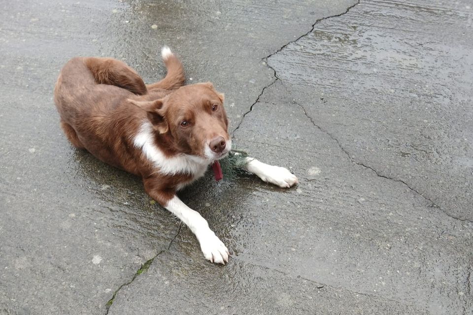 Rusty has been reunited with his family.
