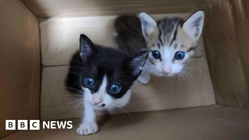 Cats electrocuted, drowned and starved cats in online torture groups, BBC finds
