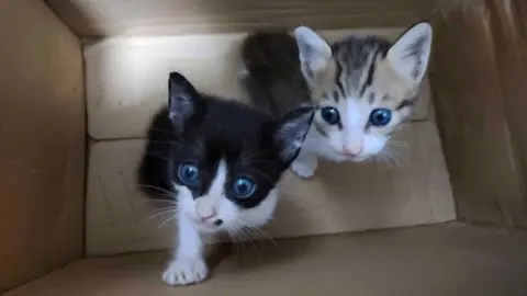 BBC Two kittens, one black and one white with fawn strips, stored in a cardboard box, looking pleadingly up at the camera.