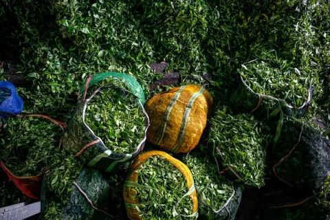 Getty Images An aerial shot of bags filled with green tea leaves