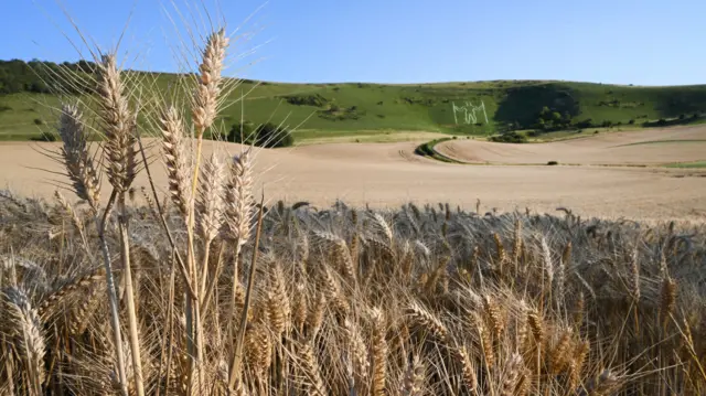Wheat ripe and ready for harvest on the South Downs, in the South Downs National Park
