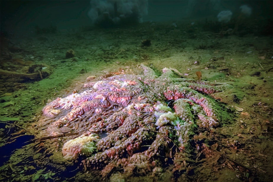 caption: A wasting sunflower sea star has nearly melted away off British Columbia’s Calvert Island in 2015. 