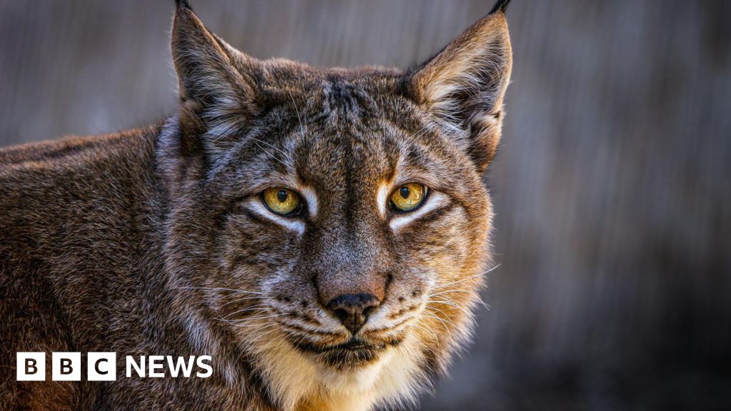 Aalborg Zoo asks for unwanted pets to feed its predators