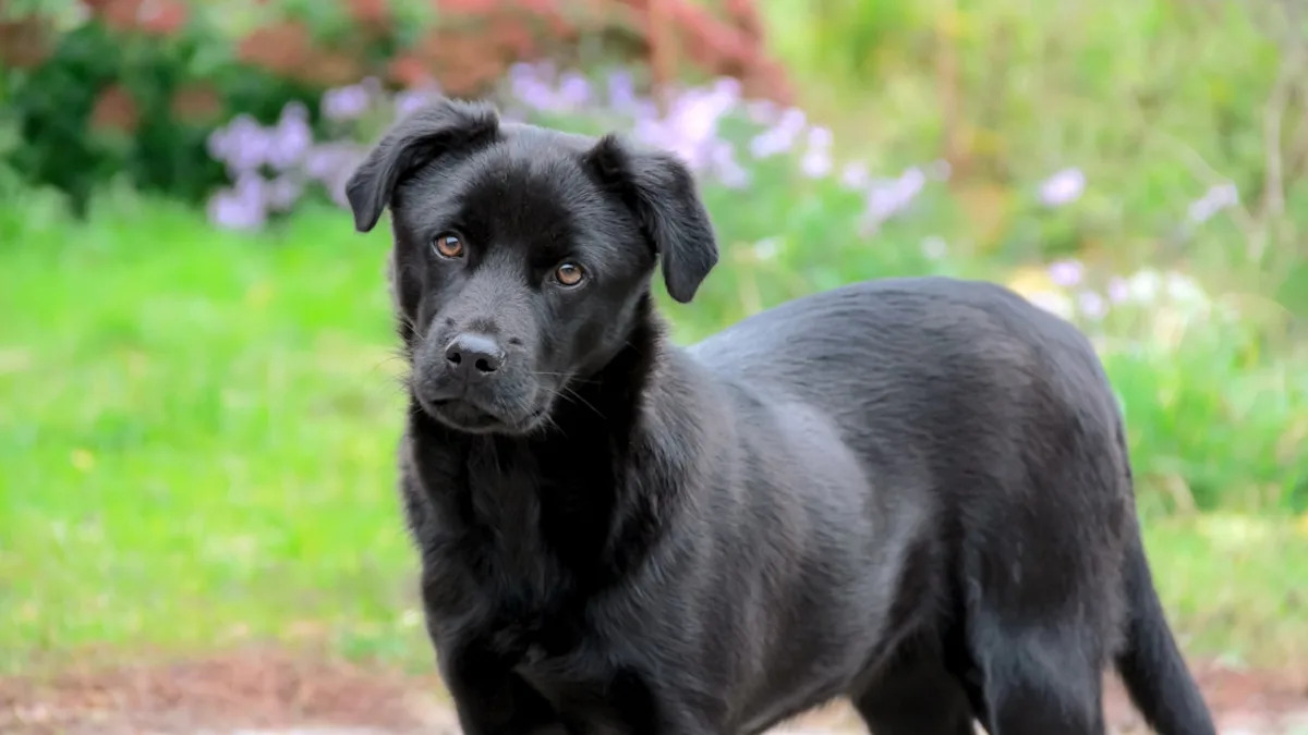 Yahoo lifestyle home