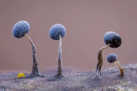 Kutub Uddin Tiny, spherical slime moulds line a mossy fallen log, resembling a row of miniature marbles. A yellow insect egg rests among them.