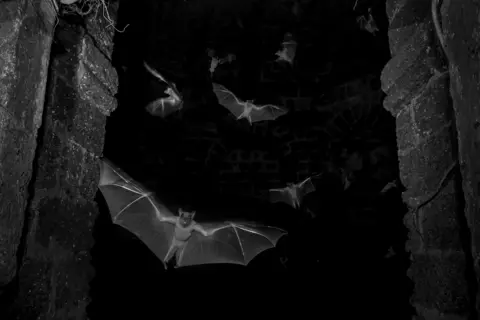 Sitaram Raul Multiple fruit bats fly out of a darkened, ruined building, wings extended. 

