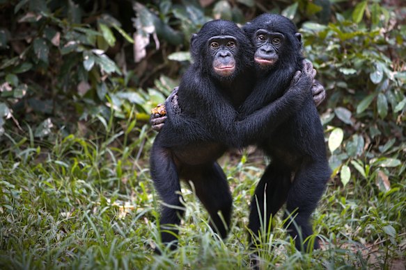 Bonobo apes hug in the Democratic Republic of the Congo wilderness.