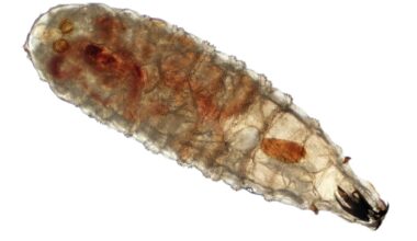 Maryland reports first US case of flesh-eating parasite in years
