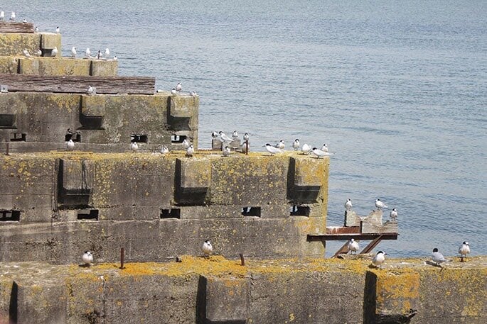  A white-fronted tern colony is resident on the Hairini Bridge in Tauranga.  Photo / Rosalie Liddle Crawford