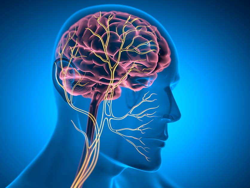 Blocking Brain-Liver Communication May Prevent Deadly Weight Loss in Cancer - Life Sciences | Weizmann Wonder Wander