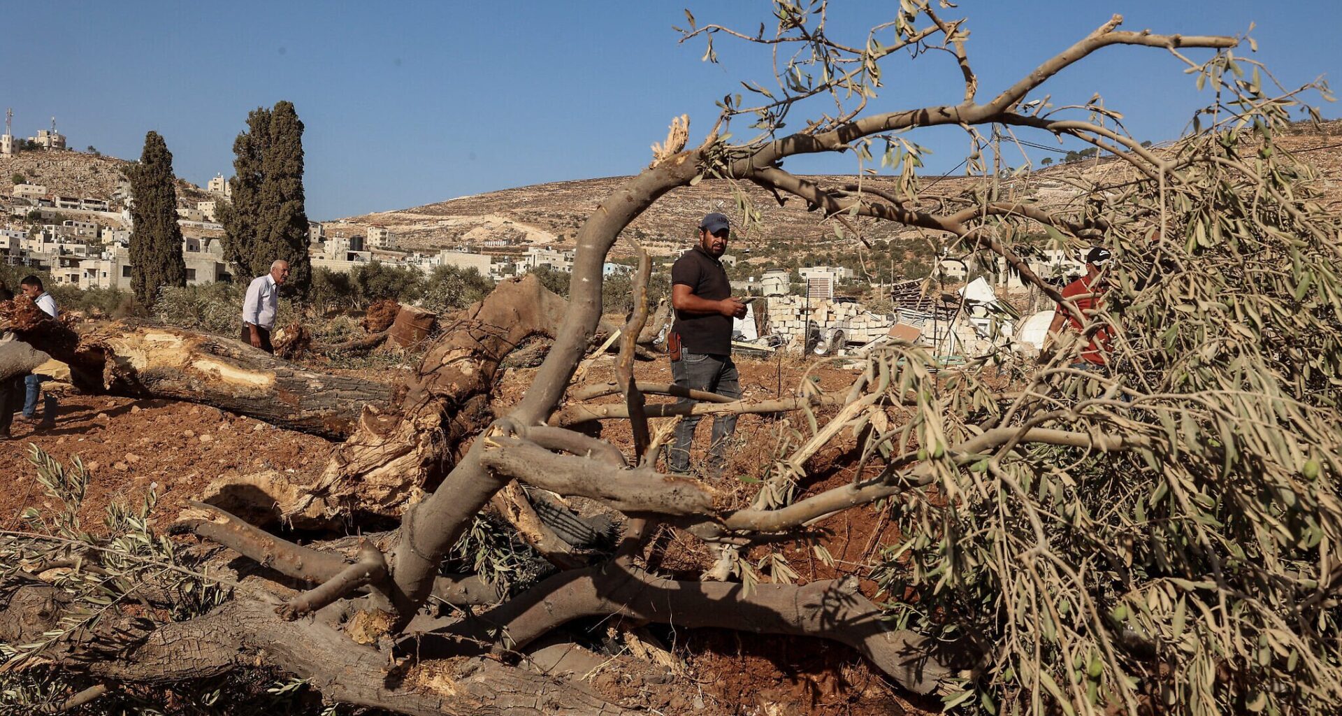 IDF said to uproot thousands of West Bank olive trees after Palestinian shooting attack