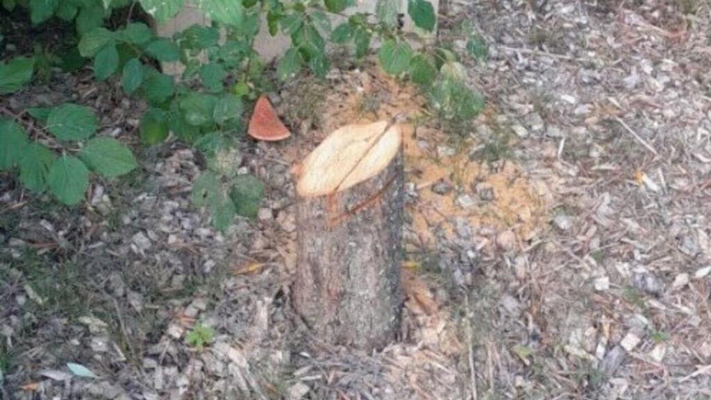 העץ שנכרת ליד פריז