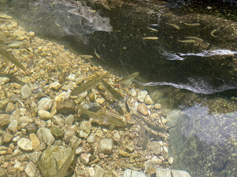 דגי חפף ישראלי בנחל כזיב