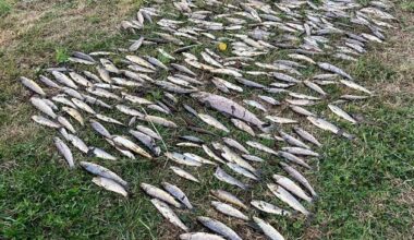 Cork residents urged to not remove dead fish from the River Blackwater after major kill