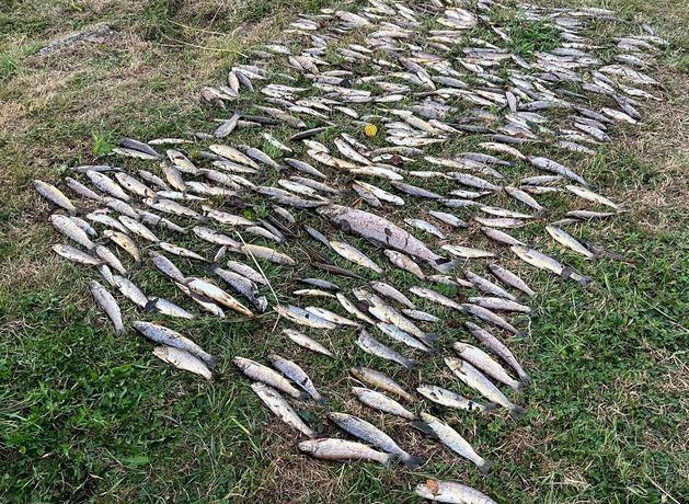 Cork residents urged to not remove dead fish from the River Blackwater after major kill