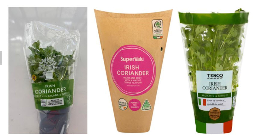 Pots of growing coriander x3